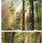 Jahreszahl 2021, Monat August. Oben Baumallee, Mitte sonniger Wald, unten Wildschwein im Wald.