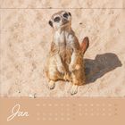 Kalenderseite für Januar, darunter Wochentage und Datum. Ein Erdmännchen steht aufrecht auf sandigem Boden.