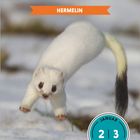 Text: "Hermelin, Januar 2, 3, Samstag, Sonntag." Ein Hermelin springt über Schnee, umkreist von einem Datumskreis.