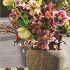 Logo "Landlust", Januar-Kalenderblatt, Helleborus-Bouquet, Tannenzapfen, sandfarbener Hintergrund.