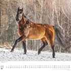 Ein Kalender mit einem braunen Pferd im Schnee und Bäumen im Hintergrund. Oben: "Oldenburger - Oldenburg Horse". Unten das Kalendarium.