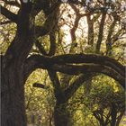 "DUMONT'S Landzauber 2027" steht unten. Blühende Bäume mit weißen Blüten, Sonnenlicht, Tulpen und Narzissen im Vordergrund.