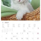 1 · 2027. Ein weißes Kätzchen mit großen, grünen Augen liegt auf einem grünen Stoff in einem Korb.