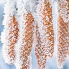 Die Zahlen „2021“ und „1“ stehen unten links. Schneebedeckte Tannenzapfen hängen von Ästen.