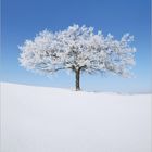 Unten steht "01" mit den Zahlen 1 bis 31. Ein schneebedeckter Baum vor klarem, blauem Himmel.