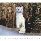 2 - 2027. Zahlenreihe 1 bis 28. Ein weißes Hermelin schaut neugierig aus seiner Höhle in einem erdigen, grasigen Umfeld.