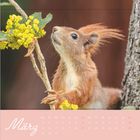 Text "März" in geschwungener Schrift, Kalenderdarstellung. Ein Eichhörnchen schnuppert an gelben Blüten auf einem Zweig.