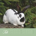 Februar-Kalenderseite mit einem schwarz-weißen Kaninchen auf Baumstamm vor grünem Hintergrund.