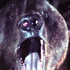 Ein Bär mit aufgerissenem Maul und glänzender Nase in dunkler Umgebung.