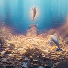 Keine sichtbaren Texte. Zwei Delfine schwimmen in einem leuchtenden Unterwasserbereich, umgeben von Korallen und kleinen Fischen.