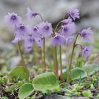 Keine erkennbaren Texte. Violette Blumen mit gezackten Blättern und grüner Umgebung.