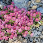 Kleine, dichte, rosa Blüten wachsen zwischen grauen Steinen, die Blütenblätter sind hell und symmetrisch.