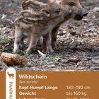 Wildschweininfos: Länge 130–180 cm, Gewicht bis 160 kg, Lebensdauer bis 10 Jahre. Zwei Frischlinge im Wald.