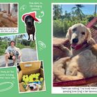Texte: "Snaa after his life-changing operation." "After all the dogs have vet trips, we make sure to spoil them with gifts." "People raised money for Tina all over the world. Including two boys and their tennis balls." "There was nothing Tina loved more than spending time lying in her hammock."

Ein Hund mit Weihnachtsmütze, verschiedene Szenen mit Menschen und Hunden, ein Hund in einer Hängematte.