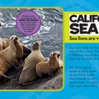 Text beschreibt kalifornische Seelöwen, spielerisch in Wellen, hervorragende Schwimmer. Bild zeigt Seelöwen am Wasser.