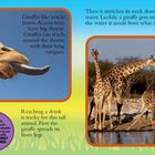 GRASSLAND. Giraffen haben lange Zungen, um Akazien zu erreichen. Trinken erfordert Spreizen der Vorderbeine.