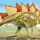 Stegosaurus: Große Hornplatten, stachelbewehrter Schwanz. Dino-Fakten: Lebte vor 156-151 Mio. Jahren, 7 Meter, 1,8 Tonnen, Pflanzenfresser.