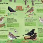 Dies ist eine Illustration über Drosseln und Stare mit Beschreibungen zu Star, Singdrossel, Misteldrossel, Rotdrossel, Wacholderdrossel und Amsel auf grünem Hintergrund. Sie enthält Details zu Größe, Nahrung, Lebensraum, Ruf und Beobachtungszeit.