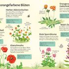 Text beschreibt rote und orangefarbene Blüten: Herbst-Adonisröschen, Acker-Gauchheil, Klatschmohn, Orangerotes Habichtskraut, Wald-Ziest, Rote Spornblume. Darstellungen zeigen ihre Erscheinung und Merkmale.