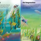 Text: "Der Kelpwald", "Die Seegraswiese". Szenen mit Seeottern, Dugongs und bunten Fischen in einer Wasserlandschaft mit Pflanzen.