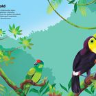 "Im Regenwald. Im Amazonas-Regenwald in Südamerika leben über 1000 Vogelarten. Tukan pflückt Beeren mit großem Schnabel."