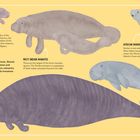 Texte beschreiben verschiedene Manatee-Arten, wie Amazonas-Manatee, Westindisches Manatee und Afrikanisches Manatee. Illustrationen zeigen diese Seekühe in unterschiedlichen Formen und Farben.