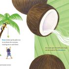 Kuya klettert auf die Palme, um Kokosnüsse zu ernten. Illustration: Kokosnuss, Milch fließt heraus, Person auf Palme.
