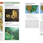 Text: "Instead of this: Forsythia. Plant these: Hamamelis virginiana, Lindera benzoin." Bilder von gelben Blüten und Karten.