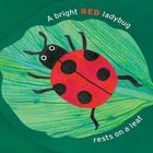 Text: "A bright RED ladybug rests on a leaf." Illustration von grünem Blatt mit rotem Marienkäfer. Links weiteres Blatt.
