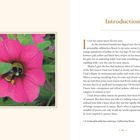 Titel: „Introduction“. Eine Hummel betritt eine pinke Calibrachoa-Blüte, umgeben von grünem Laub.