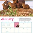 „January 2027“ steht oben. Unten ein Kalenderblatt mit Text über Kapibara-Lebensräume. Oben Kapibara-Familie in der Natur.