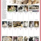 FEBRUARY. "The wisdom of cats is infinitely superior."—Hippolyte Taine. Fotos von Kätzchen in verschiedenen Posen.