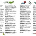 Glossary mit Begriffen wie "acid rain", "algae", "ammonite". Illustrationen von prähistorischen Tieren. Links: Saurier.