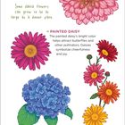 "Dahlia", "Painted Daisy" und "Hydrangea" mit kurzen Beschreibungen und Illustrationen der Blumen in rosa, rot und blau.