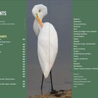 In der Mitte steht ein großer, weißer Vogel mit einem orangenen Schnabel. Links und rechts sind Inhalte und Vogelarten aufgelistet.