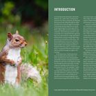 Texte: "INTRODUCTION", "ALLIGATOR RIVER NATIONAL WILDLIFE REFUGE, NC, APRIL 2023." 

Ein graues Eichhörnchen in einem grünen Grasfeld. Links Text auf grünem Hintergrund.