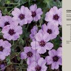 Rechts steht "Contents" mit einem Inhaltsverzeichnis. Links sind hellviolette Blumen mit dunklen Adern.