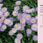 "CONTENTS: Introduction 8, Perennial Basics 16, PERENNIALS A–Z 27." Lila Blumen mit gelben Zentren, grünes Laub.