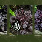 Links: Heuchera 'Black Pearl'. Mitte: Heuchera 'Obsidian' mit Skelett-Hand. Rechts: Heuchera 'Midnight Rose'.