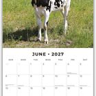 "June 2027" Kalender mit einer schwarz-weißen Kuh auf einer grünen Wiese und Bäumen im Hintergrund.