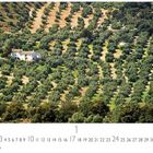 „Olivenhain“, Monatskalender mit Zahlen für 31 Tage. Oben: leicht hügelige Olivenplantage mit einem weißen Haus.