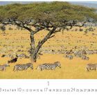 "Grasende Zebraherde". Eine weite Savanne mit vielen Zebras und einem großen, schattenspendenden Baum im Vordergrund.