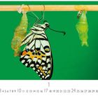 Der Text: Zahlen von 1 bis 31 mit "1" größer dargestellt. 
Ein Schmetterling hängt neben Puppen an einem Stab vor grünem Hintergrund.