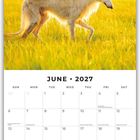 Text: "June 2027". Ein Hund läuft über ein sonniges Feld mit hohem, gelbem Gras im Hintergrund.