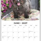 JUNE • 2027 in großen Buchstaben. Ein kleiner Hund sitzt vor blühenden violetten Blumen im Garten.