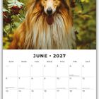 Kalenderblatt für Juni 2027. Oben ein Collie-Hund in einem Wald mit roten Beeren und grünen Blättern.