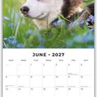 Kalenderseite für Juni 2027 mit einem Bild eines Huskys in grünem Gras.