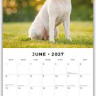 "June 2027" auf Kalender mit Hund im Freien, sitzend auf grünem Gras mit unscharfem Hintergrund.