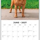 Juni 2027 Kalender mit einem großen, braunen Hund auf einer Wiese im oberen Bereich.