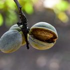Nahaufnahme von grünen Mandeln am Ast, eine Frucht ist offen und zeigt die harte Schale der Mandel.